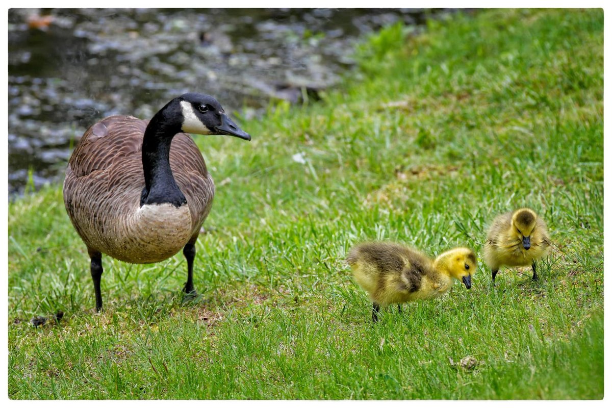 #CanadaGoose in MAHWAH, NJ -
#Goslings can learn to swim within one day of being born. As they get older, they sometimes form groups with other goslings called “gang broods”.The gang brood travels and feeds together under the watchful eyes of the parent Geese. 
©Véronique AUBOIS-