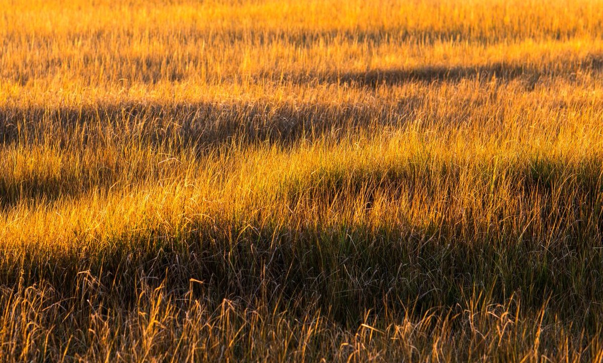 A #saltmarsh near Colchester is set to be used for a huge new national #research project to investigate the importance of #wetlands in tackling #ClimateChange. This work hopes to better understand how saltmarsh ecosystems capture #BlueCarbon. loom.ly/q2xOd7M