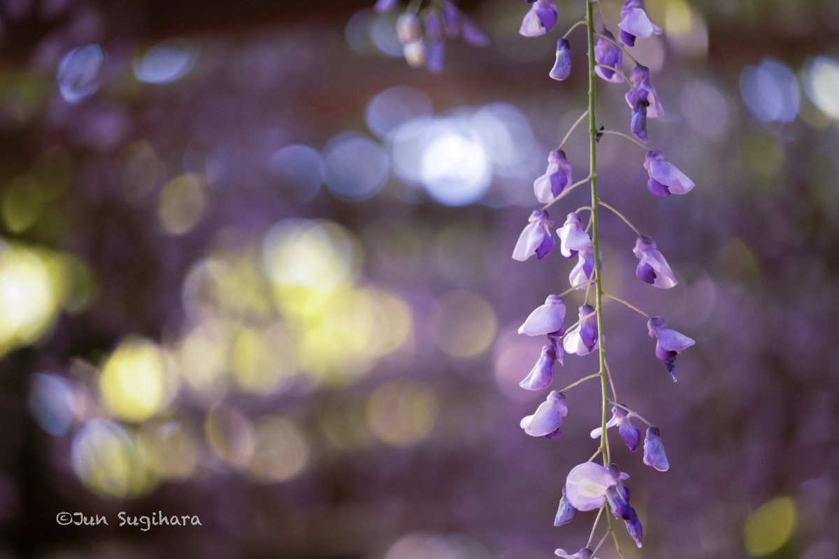 紫の玉ボケ／Purple Bokeh

2024/05/02 Kasama Inari Shrine

#ファインダー越しの私の世界ㅤ #ファインダー越しの私の風景 #写真で伝えたい私の世界 #キリトリセカイ 
#藤 #藤の花 #フジ #wisteria #wisteriaflowers #花の写真 #花スタグラム #flowerphotography #flowerstagram 
#玉ボケ #bokeh