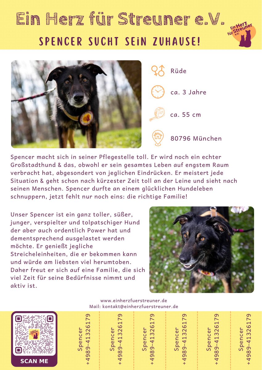 Spencer wartet in #München 😍 er hat so eine tolle Entwicklung hinter sich, liebt Menschen & ist recht unkompliziert 🥰 Er sucht sein eigenes endgültiges Zuhause ❤️ #adoptdontshop #adoption #adoptme #adoptable #rescuedog #rescuedogs #dogoftheday #munich #tiere #tier #pet #pets