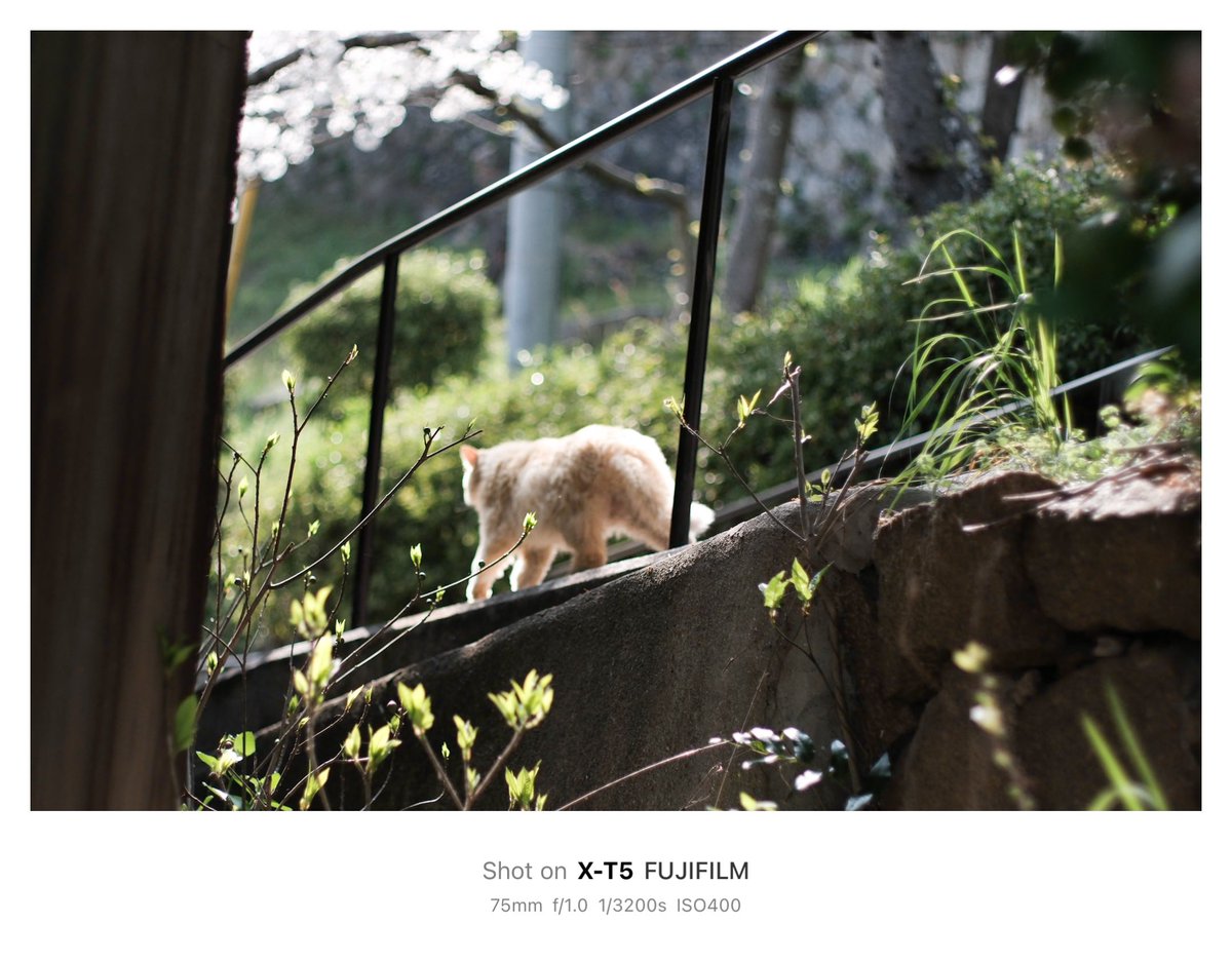 猫と桜を追いかけた日
#fujifilm #photography
