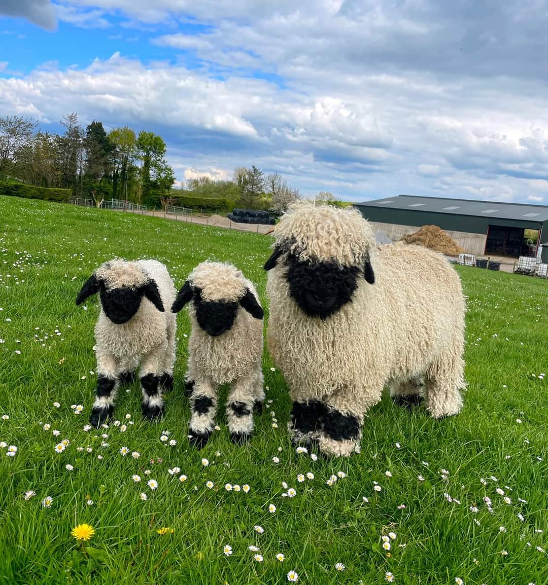 I've been really restrained with sharing lamb photos but couldn't resist this one. Ladybug had 2 babies! 📸 @bopeep_valaisblacknose (insta)