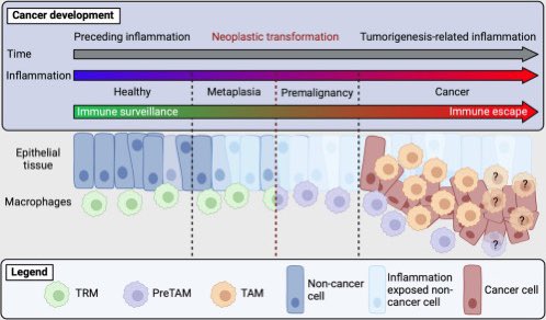 Excited to share our piece on how #time shapes macrophage heterogeneity and their functions in bridging #inflammation and #cancer, way before its onset.

Defining 'Pre-TAMs' in tumorigenesis and (pre-)malignant evolution 

w/ @FGinhoux C. Blériot @DunsmoreGarett @IRBBarcelona 👇🏻