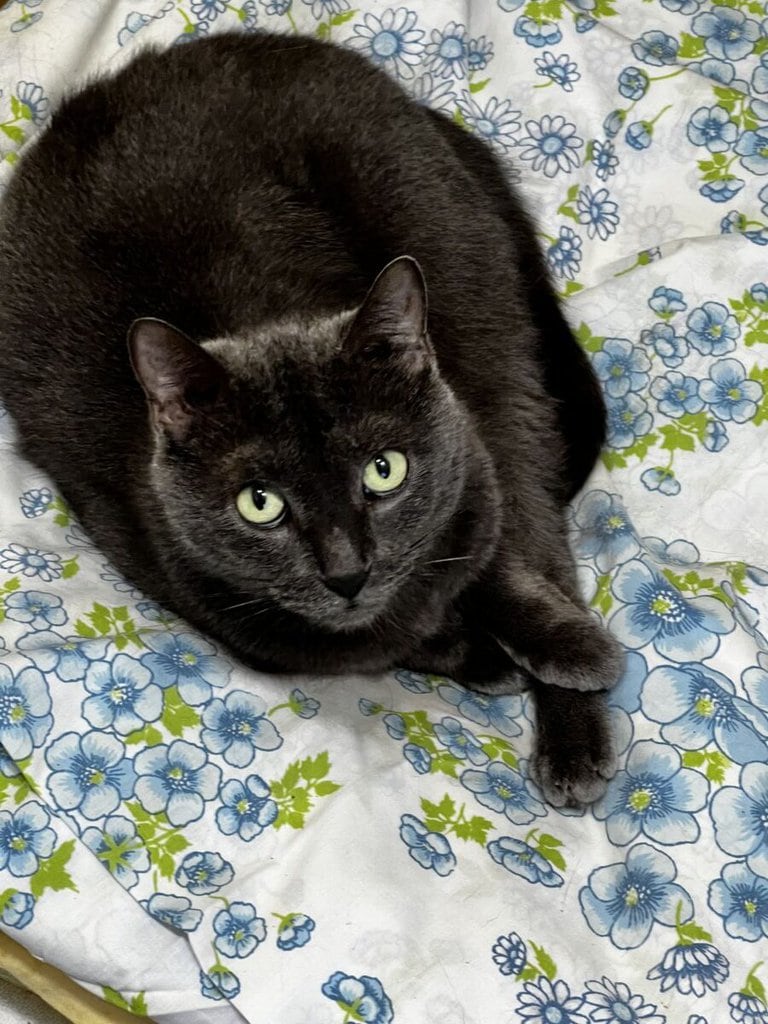 HALO_Rescue's tweet photo. Fluffy! I am a very sweet girl that loves to sit and eat dinner with you! If you  are looking for company at the dinner table, then I am your girl! I  also enjoy a birdie toy and being talked to! https://t.co/FGyXENO6iD https://t.co/wf9f4UWsM1
