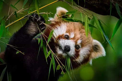 Red Pandas: These fluffy creatures, often referred to as 'firefoxes,' are known for their playful antics and bushy tails. #RedPandas #FluffyFriends