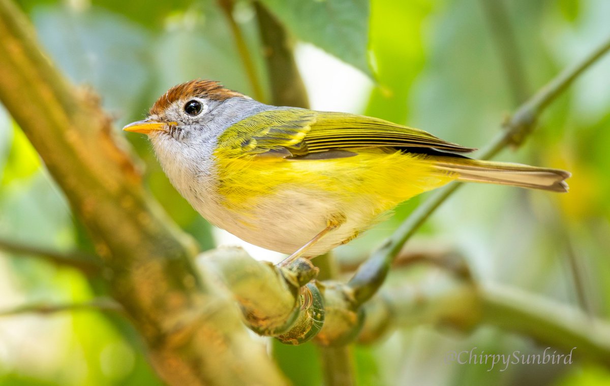 Chestnut-crowned Warbler at Doi Inthanon National Park, Thailand. #BirdsSeenIn2024 #birds #birdwatching #birding #naturephotography #TwitterNatureCommunity #birdphotography