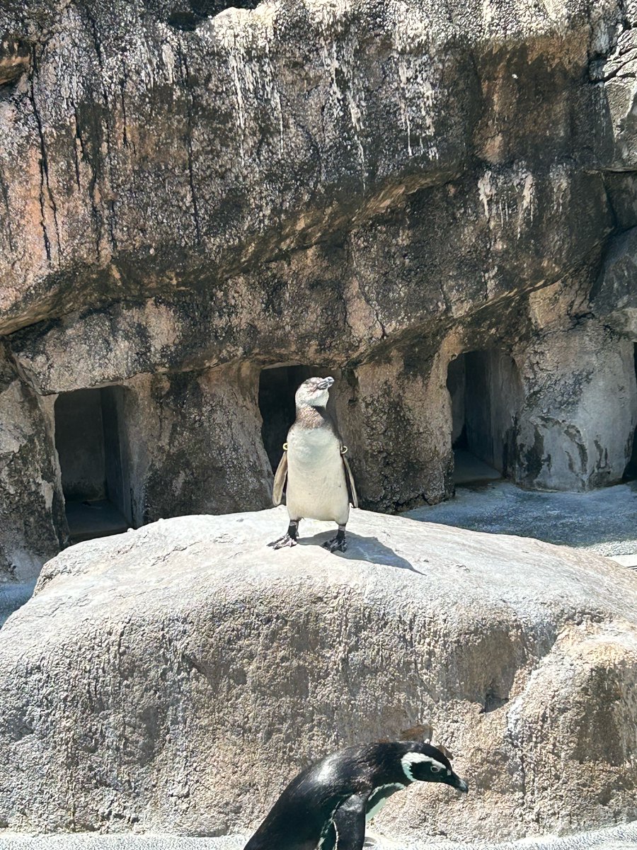 快晴の昼間、マゼランペンギンの幼鳥が日向ぼっこ！
#長崎ペンギン水族館　#ペンギン　#マゼランペンギン　#日向ぼっこ　#GW