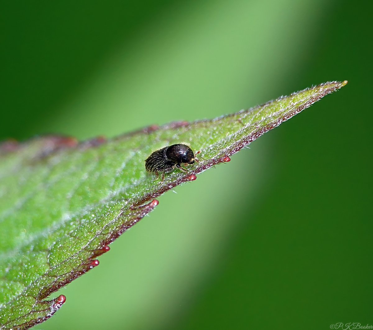 'PK' 🏳️‍🌈 tweet media
