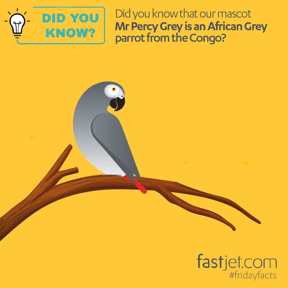 #FastjetFrirdayFacts | Did you know that our mascot Mr Percy Grey is an African Grey parrot from the Congo? #fastjet #parrot #AfricanGrey #Percy