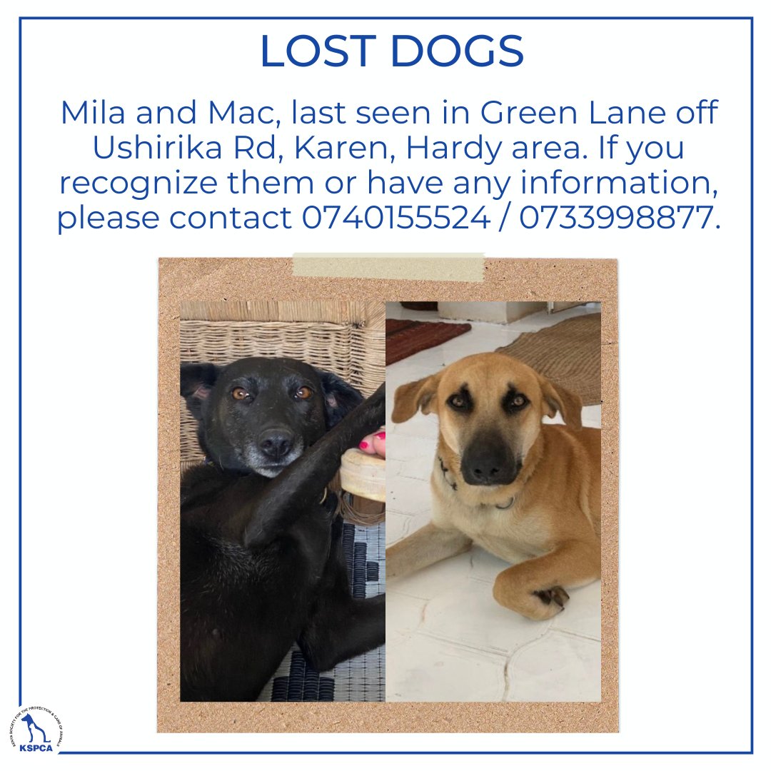 Please share widely. 

#lostdogs #kspca #kenya