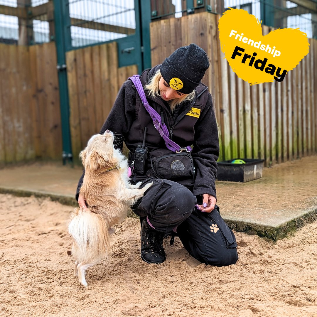 💆🏼‍♀️ Pure bliss in the form of a butt scratch! 😌 For #FriendshipFriday, find yourself a friend like Pablo has in Canine Carer Channae, who is always happy to provide a comforting scratch in just the right spot! 💛

#DogsTrust #DogsTrustCardiff #Cardiff #ADogIsForLife #Chihuahua