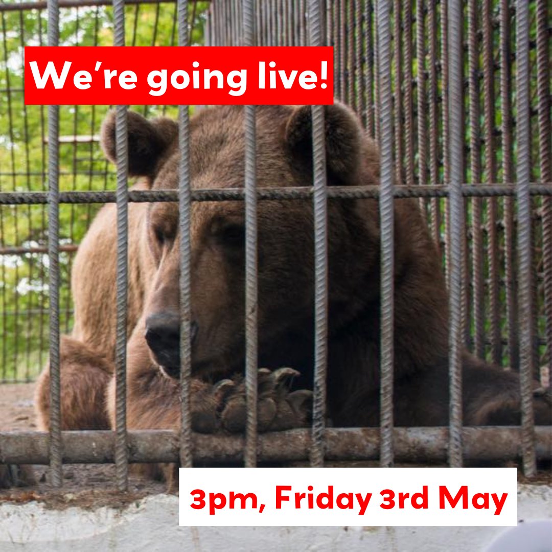 📣 We're going live at 3pm TODAY! 📣 Join our COO Lawrence from the site of our future bear habitat, as he talks about the Sanctuary's latest ambitious rescue mission to save Benji and Balu. 🎥 Catch us on Facebook and Instagram Live at 3pm this afternoon! #saveBenjiandBalu