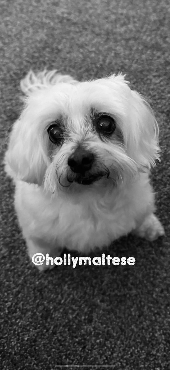 💕Morning Everyone💕 Have a fabby Friday 🥰 Heavy rain & storms again last night… Mum, Is it still too wet to venture into the garden? 🌧️🌧️😐 🐾🐾 Love as always Hollybub x❤️ #dogsoftwitter #CatsOfTwitter #dogsofx #hollybub