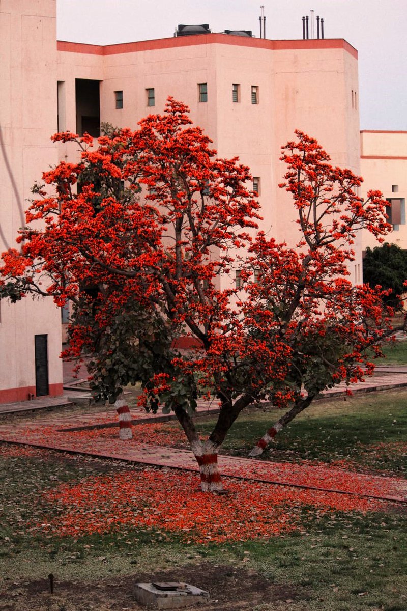 #FotoFriday: Amidst the summer's warmth, the ground is adorned with a colorful carpet of fallen leaves, painting our Central Lawns with hues of gold and flame. Click by Prabhakar Singh, Staff, celebrating the vibrant beauty of our campus. #IIMIndore #Summers @askhimanshurai