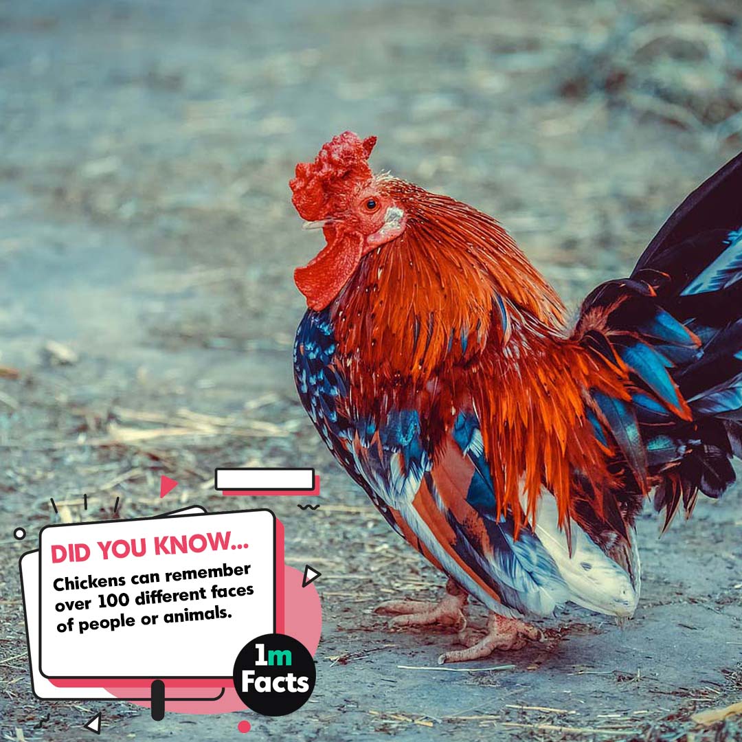 From Dino Descendants to Egg Layers: 50 Epic Chicken Facts!
1mfacts.com/from-dino-desc…
#Chickenlover #Chickenrecipes #Chickenfoodie #Chickenloversunite #Chickenlife #Chickendinner #Chickenmania #Chickenyum #Chickenislife #Chickengoodness