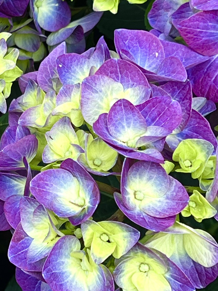 Morning!
#flowersonfriday #FlowersOfTwitter  #flowerphotography #hydrangeas  #thecolorpurple