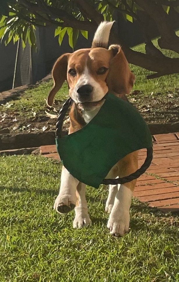 New toy! #FabFriYay #QuincyTheBeagle