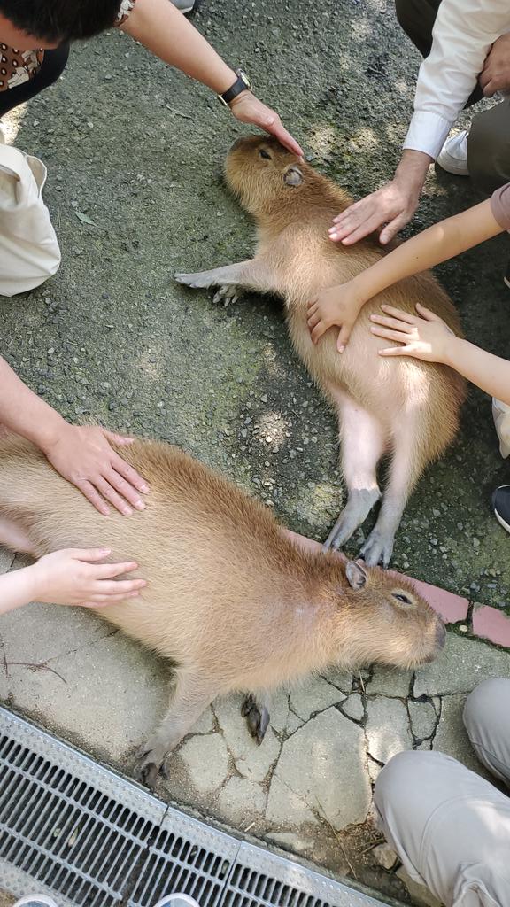 カピバラを転がしてみんなに触ってもらうお仕事してきました🎵