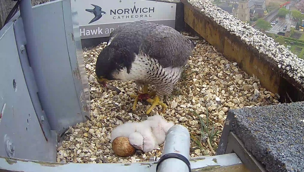 Peregrine falcon update! A third peregrine falcon chick hatched on the spire in the early hours of this morning. Thank you to our friends @Hawkandowluk for the pictures of the latest addition to our peregrine falcon family. Just one more egg left! cathedral.org.uk/news/peregrine…