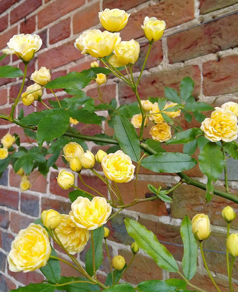 Plant of the Week 🌱 Rosa banksiae 'Lutea' Native to China it gets is British name from Dorothea Banks, the wife of the botanist Sir Joseph Banks, whom Gilbert White once invited to Selborne. (Alas Banks wasn't able to come, so they never met.)