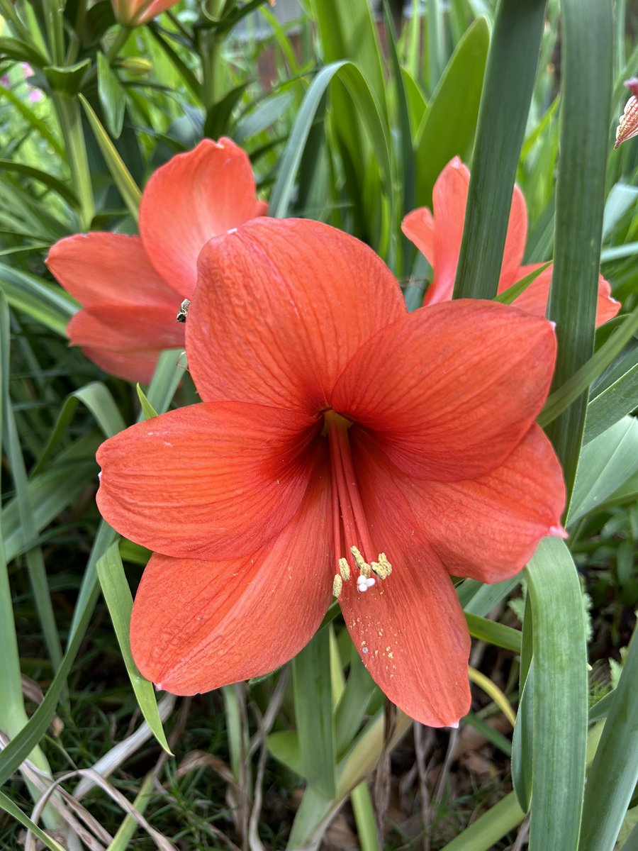 #FlowersOnFriday is another stunning Amaryllis in my collection. This orange beauty has large flowers with multiple stalks every year.🤩🧡🧡 #Amaryllis #Gardening #Flowers #AmaryllisCollection #FlowerPhotography #Plants #FlowerGardening