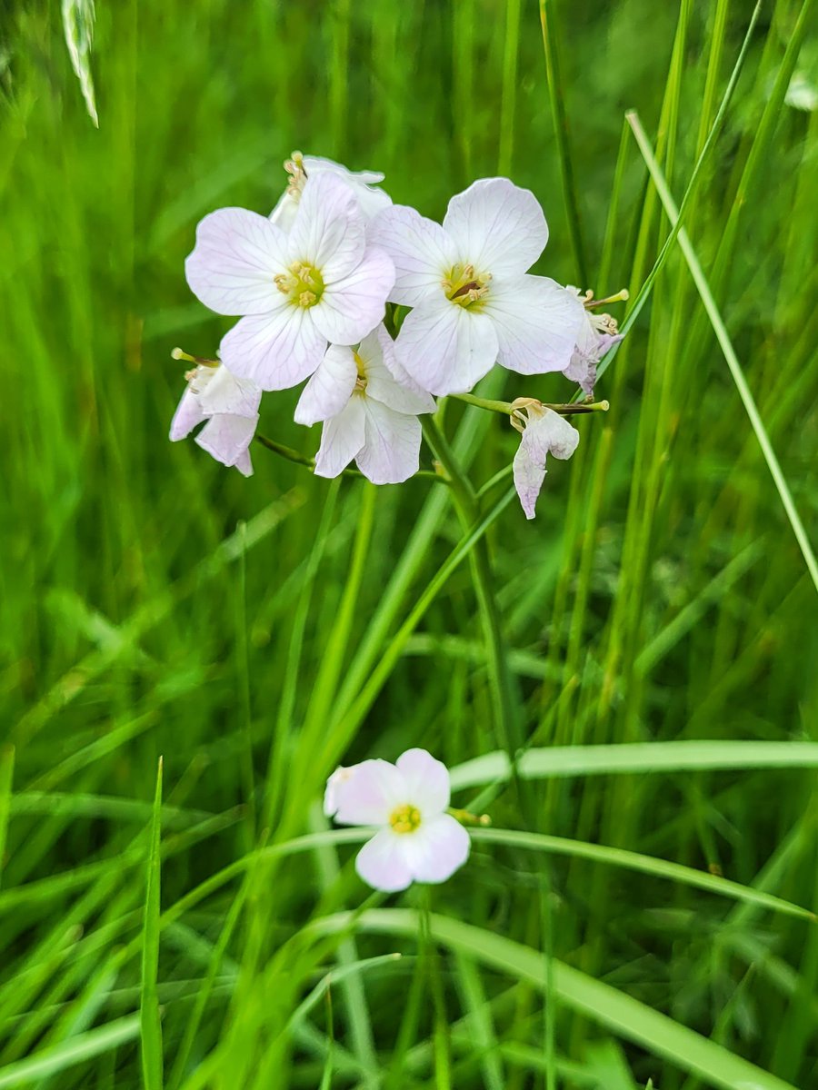From No Mow May to No Mow Summer almondvalleynatureaction.blog/2024/05/03/fro… via @AVNatureAction 
#NoMowMay #NoMowSummer #wildflowers #actionfornature