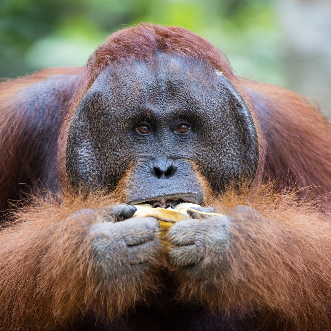 🇮🇩 Un orang-outan de Sumatra blessé au visage a utilisé une plante médicinale pour fabriquer un pansement ! C’est la première fois que ce comportement est observé chez un grand singe sauvage ! 🦧 (Le Parisien)