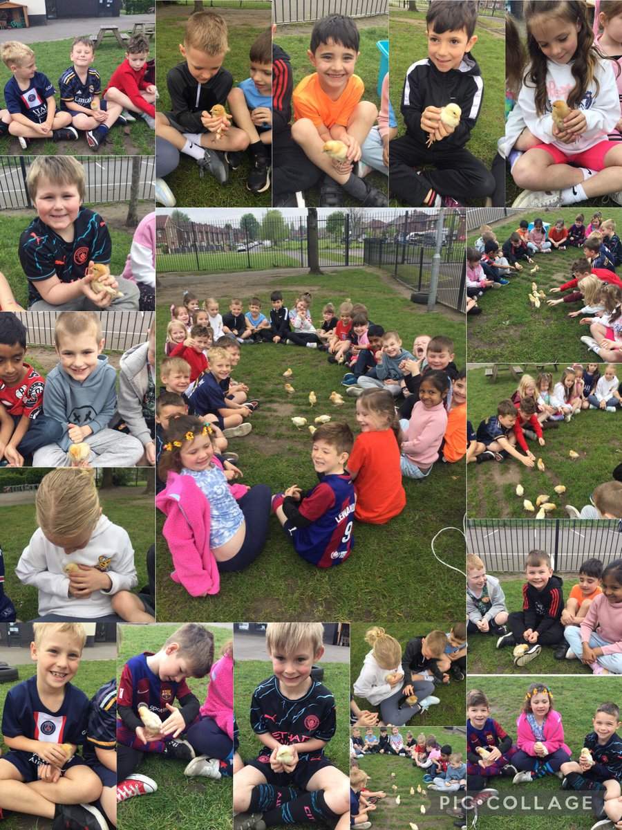 What a lovely morning handling the chicks outside. We have been learning about living things and their habitats, diets and characteristics… what a fantastic, experiential  Friday 🐣 <a href="/AcreHall/">Acre Hall Primary School</a> <a href="/BrightFuturesET/">Bright Futures Educational Trust</a>