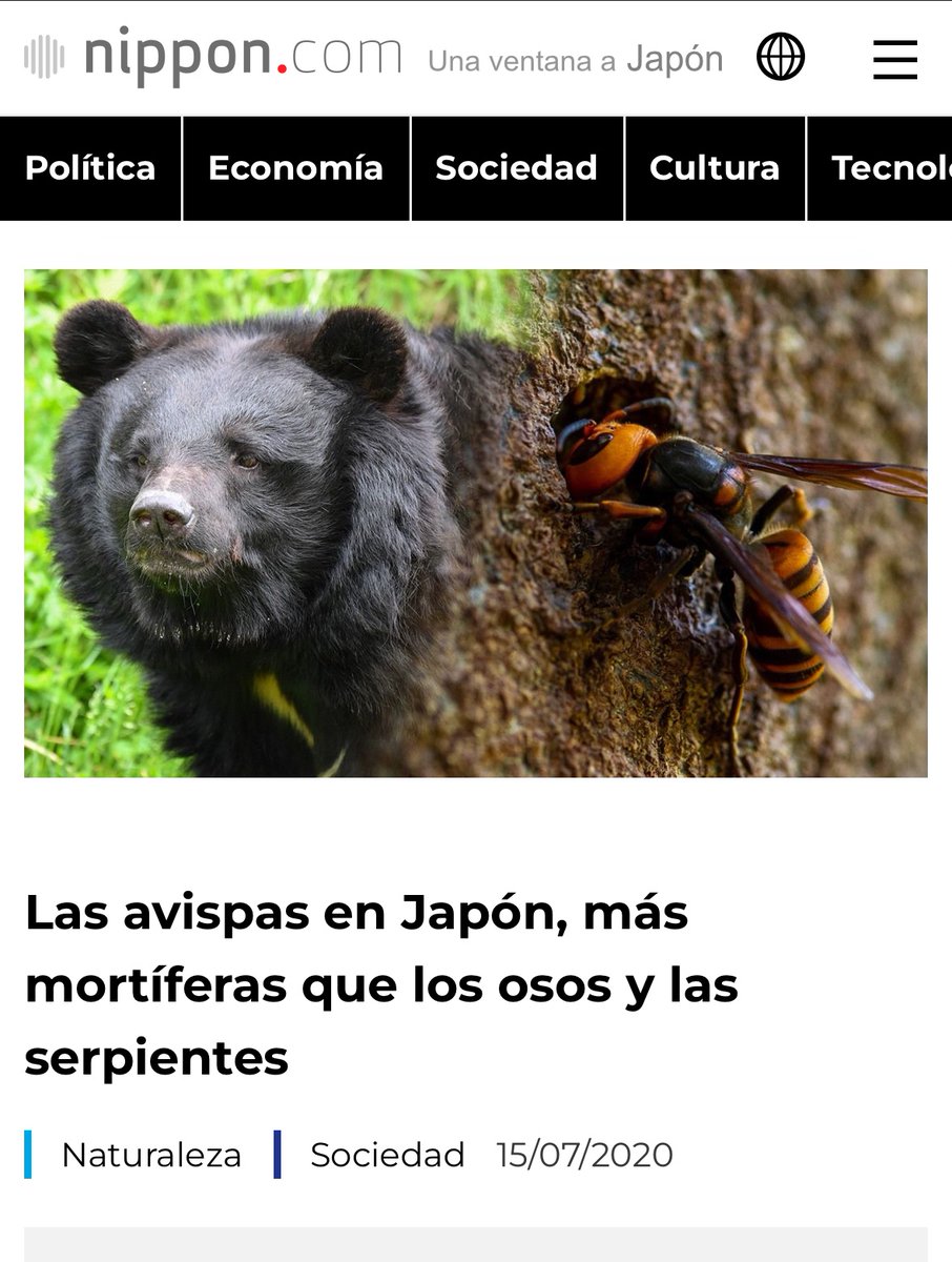 ¿Sabíais que en Japón mueren más personas por picaduras de avispa que por ataques de oso? Hasta las serpientes matan a menos personas. Esto es porque  (1)