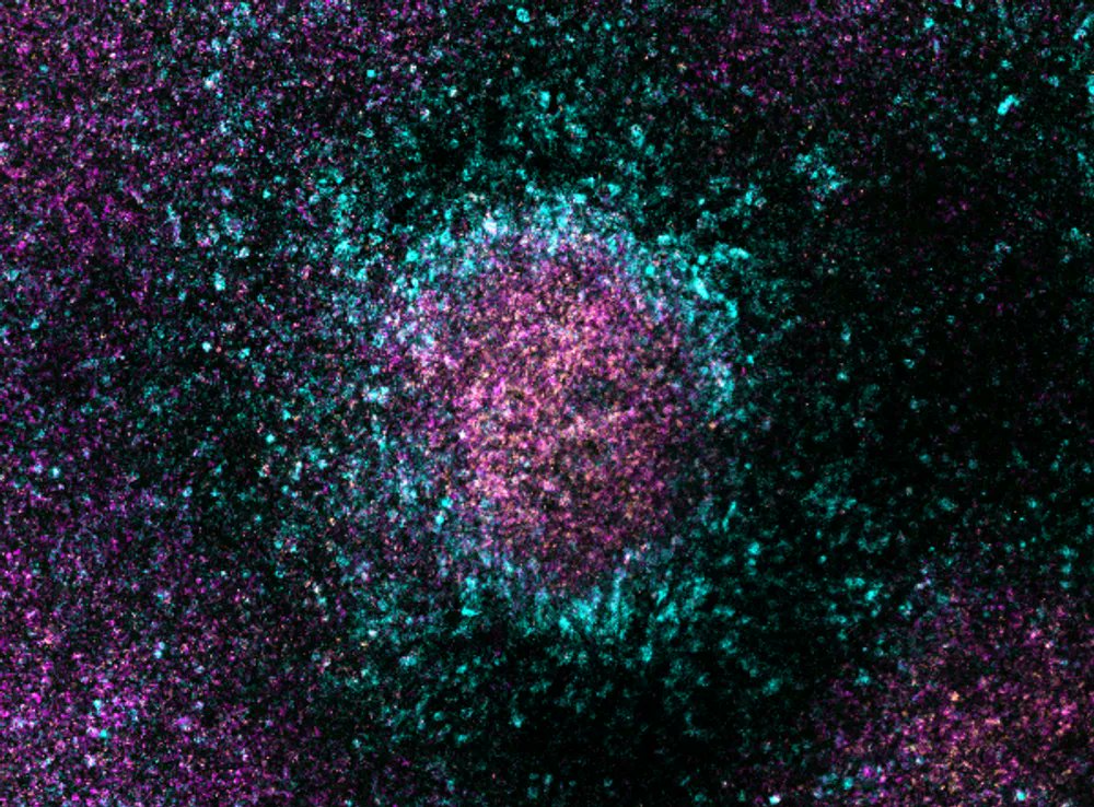 The Grocott Lab (@grocottlab) on Twitter photo This #FluorescenceFriday, please consider voting for our student Raphael Schettler's (<a href="/RaphaelCaspar/">Raphael Schettler</a>) entry in this @STEMCELLtech image competition featuring <a href="/HCRimaging/">Molecular Instruments</a> in human iPSCs. This #FluorescenceFriday, please consider voting for our student Raphael Schettler's (<a href="/RaphaelCaspar/">Raphael Schettler</a>) entry in this @STEMCELLtech image competition featuring <a href="/HCRimaging/">Molecular Instruments</a> in human iPSCs.