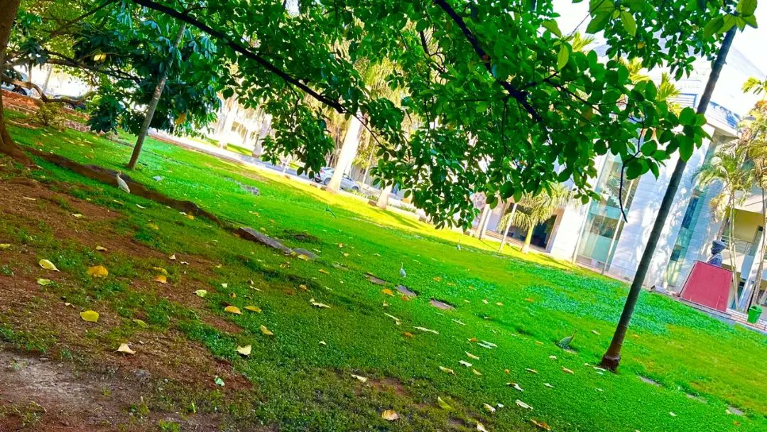 'Nature and knowledge in perfect harmony at SVCE Bangalore 🌿📚 Witness the serene beauty of our campus where learning meets the tranquility of nature. #CampusLife #SVCEBangalore #NatureMeetsKnowledge'