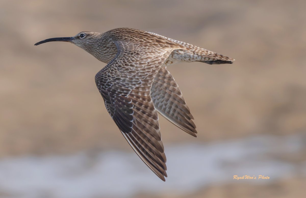 #Whimbrel  May 2024.
少し上空を気にしながらゆくチュウシャクさん。