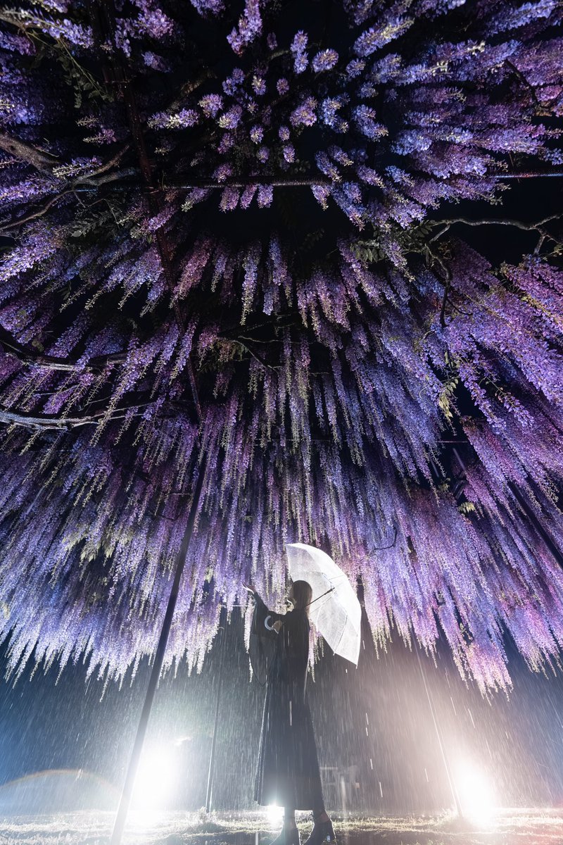 藤の打ち上げ花火、下から見るか横から見るか