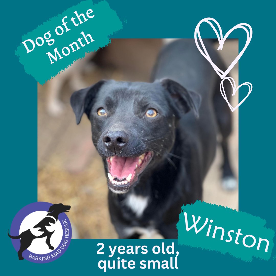 Winston - 2 yrs old - is a very friendly little chap! He is around 38 cms to the shoulder. Winston will need another friendly dog in the home, for company, to play with & generally to lean on for the transition. For more gorgeous Winston pics see below! barkingmaddogrescue.co.uk/product-page/w…