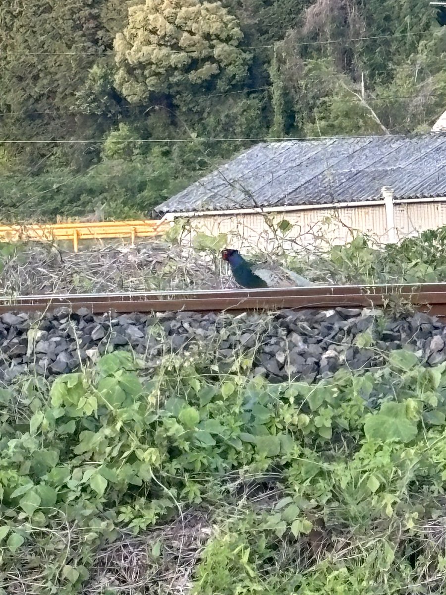 cherryskyblue's tweet photo. 配達先の横にある線路に大きい鳥が！！
キジかなぁ？
野生？ https://t.co/ElkVKOytGk