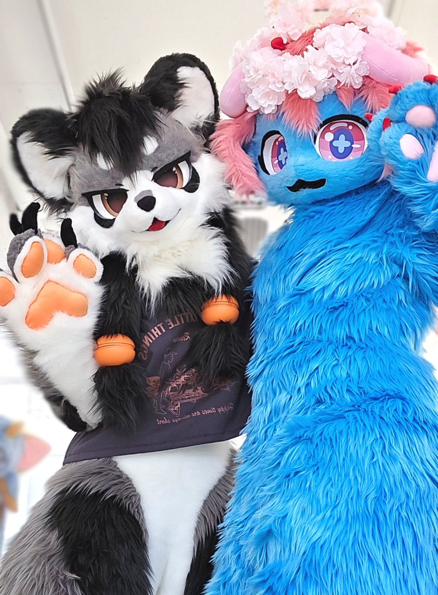 🩶🐾💙👋

#FursuitFriday #fursuit #furry