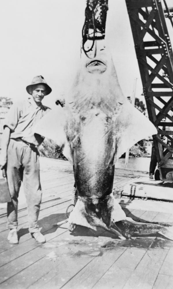 Ruth Thurstan tweet media