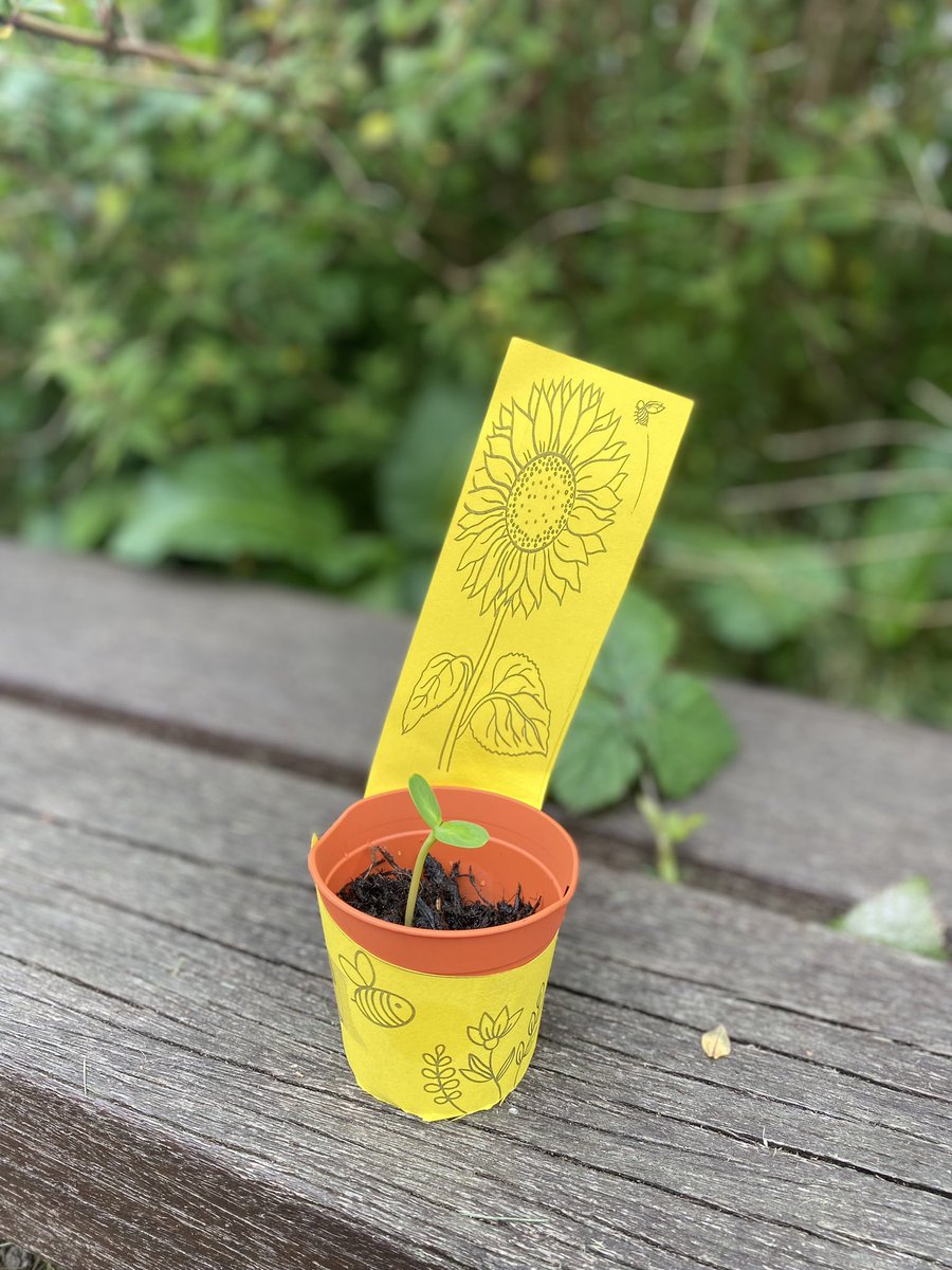 Look how much I have grown in the 3 weeks since the sun flower planting event at Ditton Library 🌻 how are your seeds doing 🌱 #learninlibraries HH