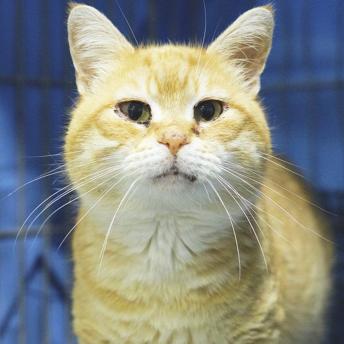 En Sunset (3 anys) és un preciós gat que va entrar amb problemes respiratoris però, ara, ja s'ha recuperat i està desitjant trobar una llar. Pregunta per ell! protectoramataro.org/adopta-un-anim…