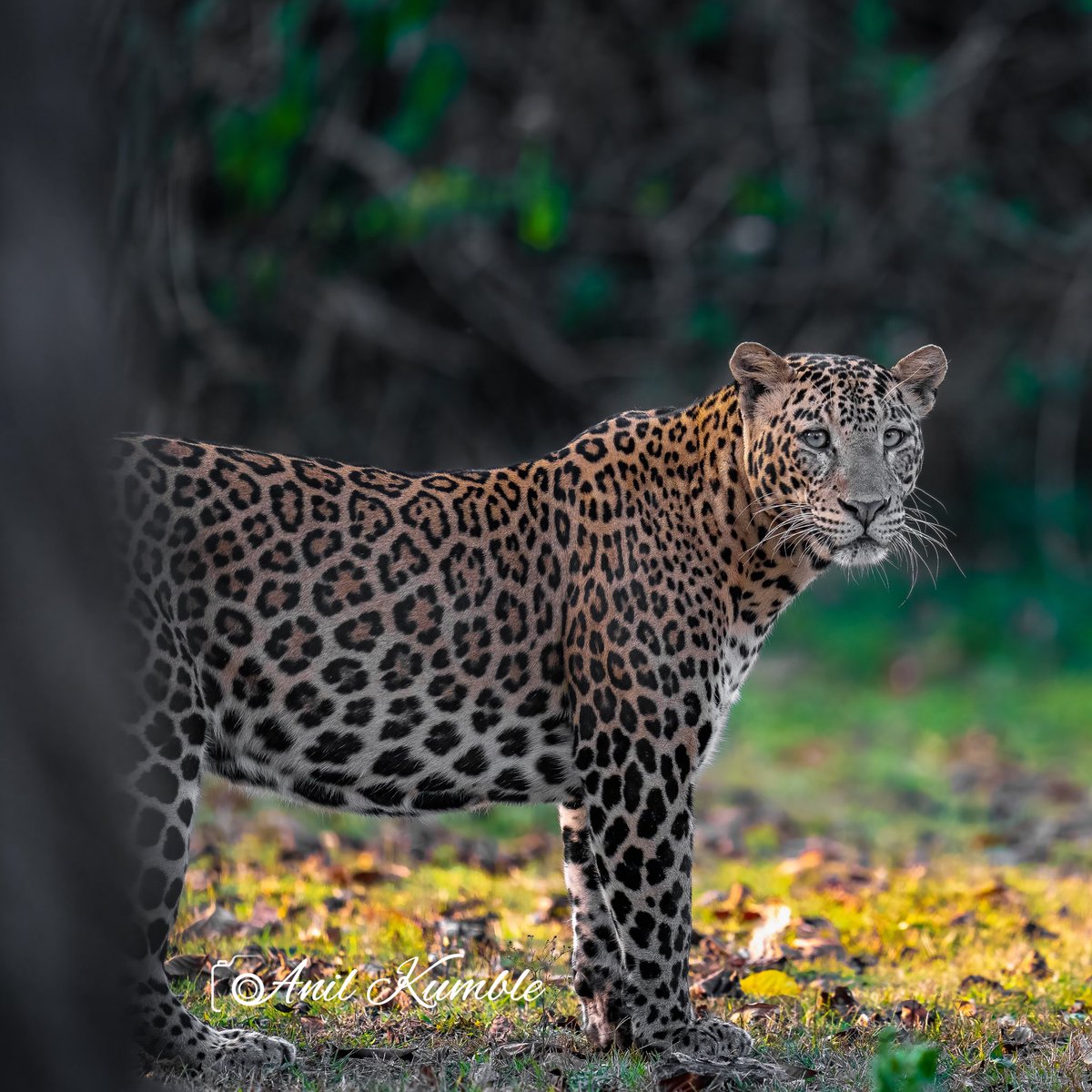 In awe of those spots! Celebrating the beauty and grace of leopards on #InternationalLeopardDay