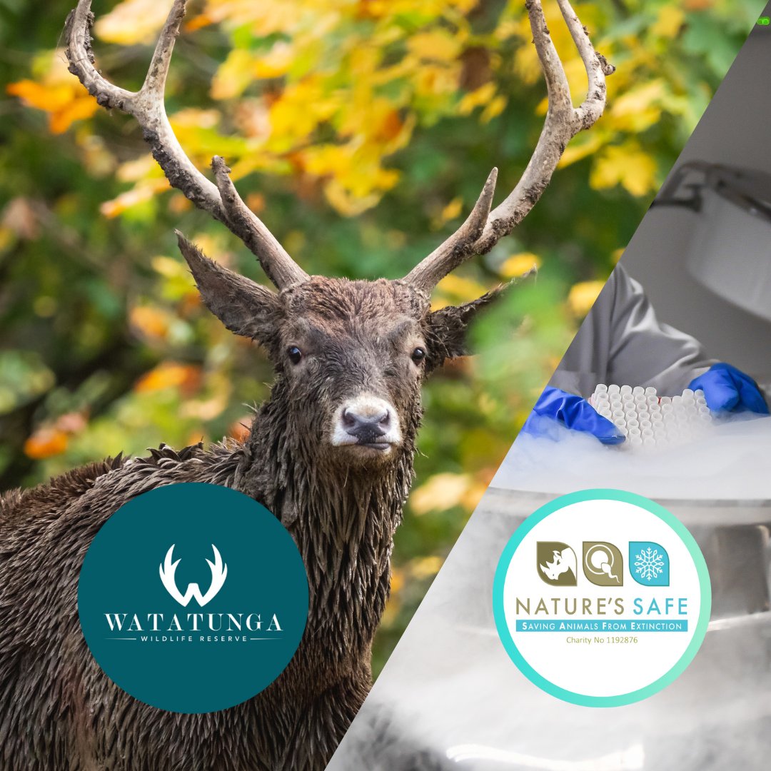 We are so proud to be adding Watatunga Wildlife Reserve to our network of conservation partners across the UK. Watatunga Wildlife Reserve is dedicated to the conservation of endangered deer, antelope, and birds. Read more about our collaboration at: natures-safe.com/post/nature-s-…