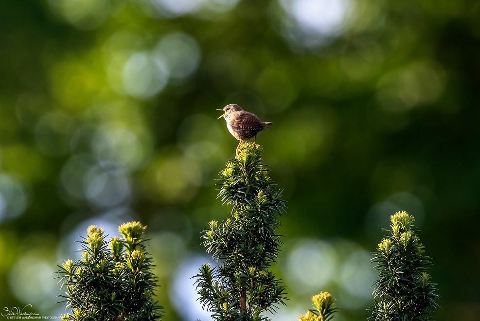 Sunday 5th May is International Dawn Chorus Day, a celebration of the natural world’s greatest symphony 🐦🎶 ⏰Set your alarms, grab a coffee and step outside to enjoy nature’s morning concert. Alternatively, just open a window and stay in bed🥱