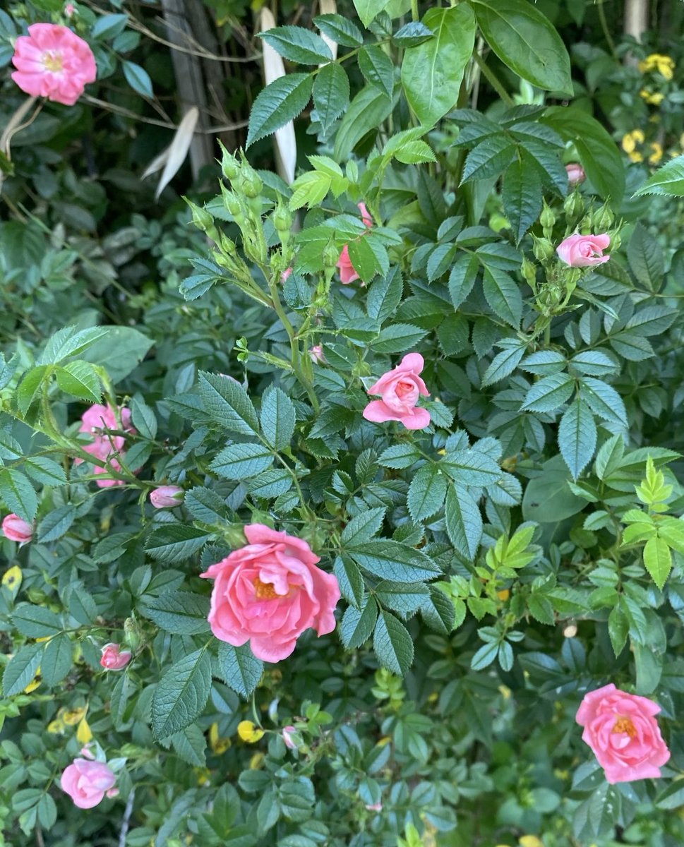 Miniature roses are growing wild in a park area that I pass while taking a walk. Very nice surprise! #PinkFriday #Flowers #GardeningX #MasterGardener
