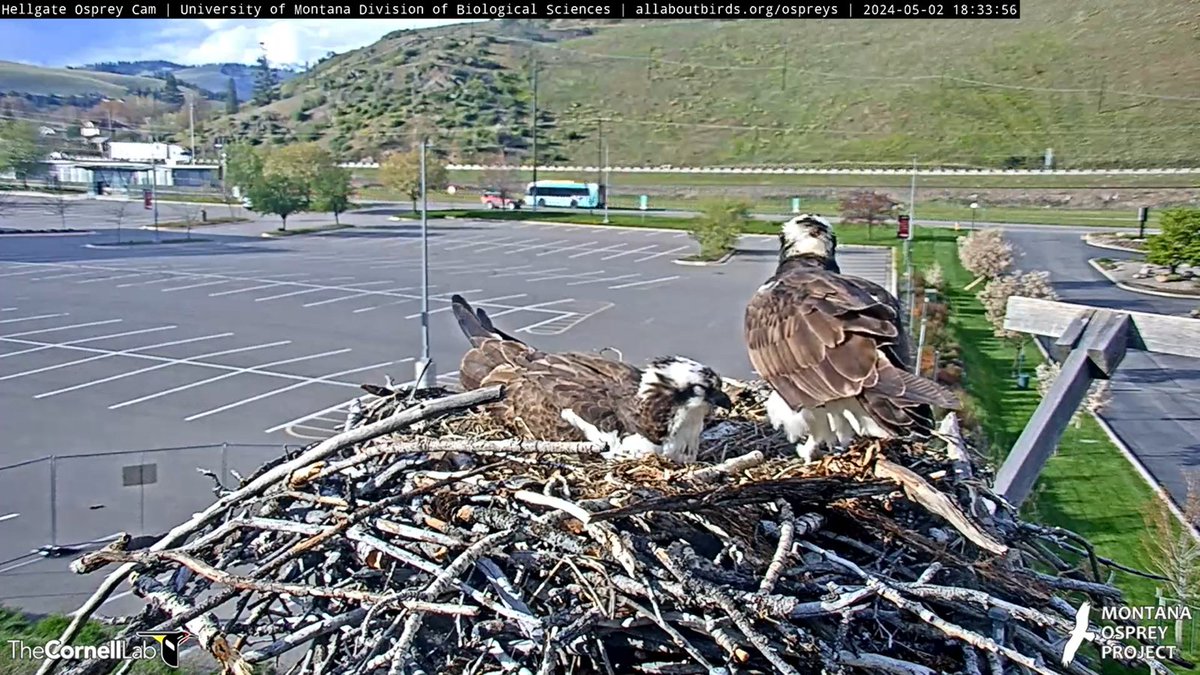 5/3 Good Morning, #CHOWS!  For those who have been following #HellgateOspey for 5 years or more, you know how amazing it was to see Iris incubating the egg with a mate standing by. We've waited a long time.
We believe we can say #ProjectNewMate was a success.