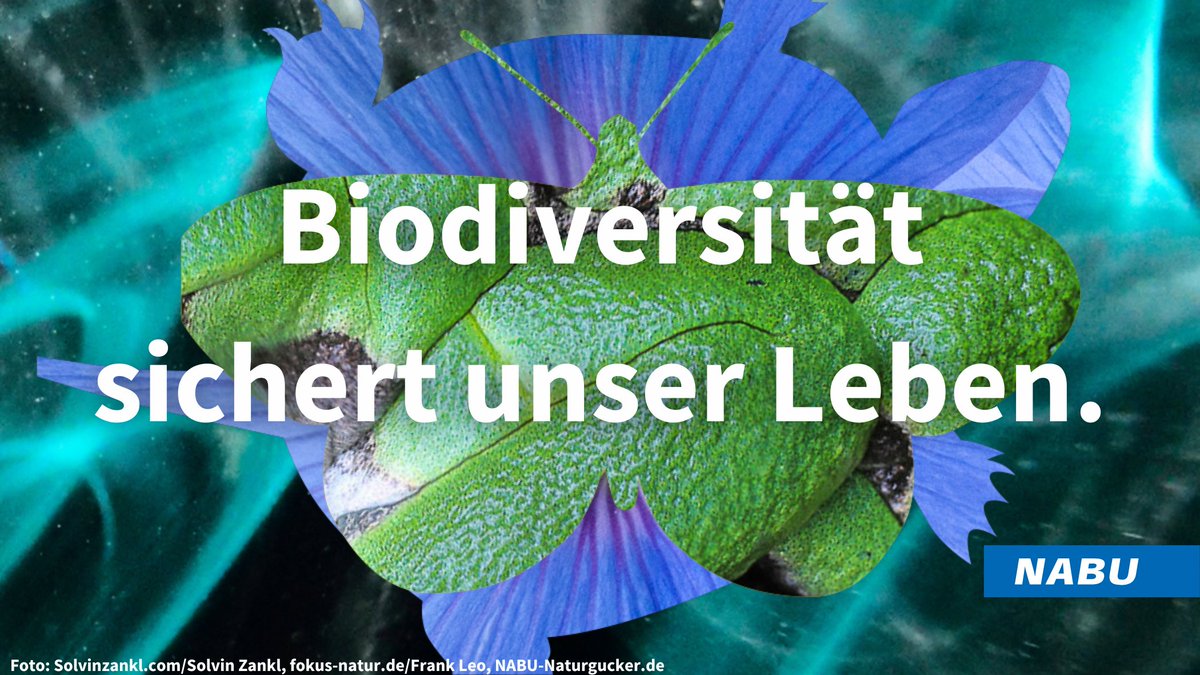 Sparen am Schutz der Biodiversität 🟰 Sparen am Schutz unserer Lebensgrundlagen! Der @Bundeskanzler muss die versprochenen 1,5 Milliarden für internationale #Biodiversität im #Haushalt sichern: 🇩🇪 hat Zusagen gemacht und trägt Verantwortung. ➡️Lesetipp: spektrum.de/news/artenschu…