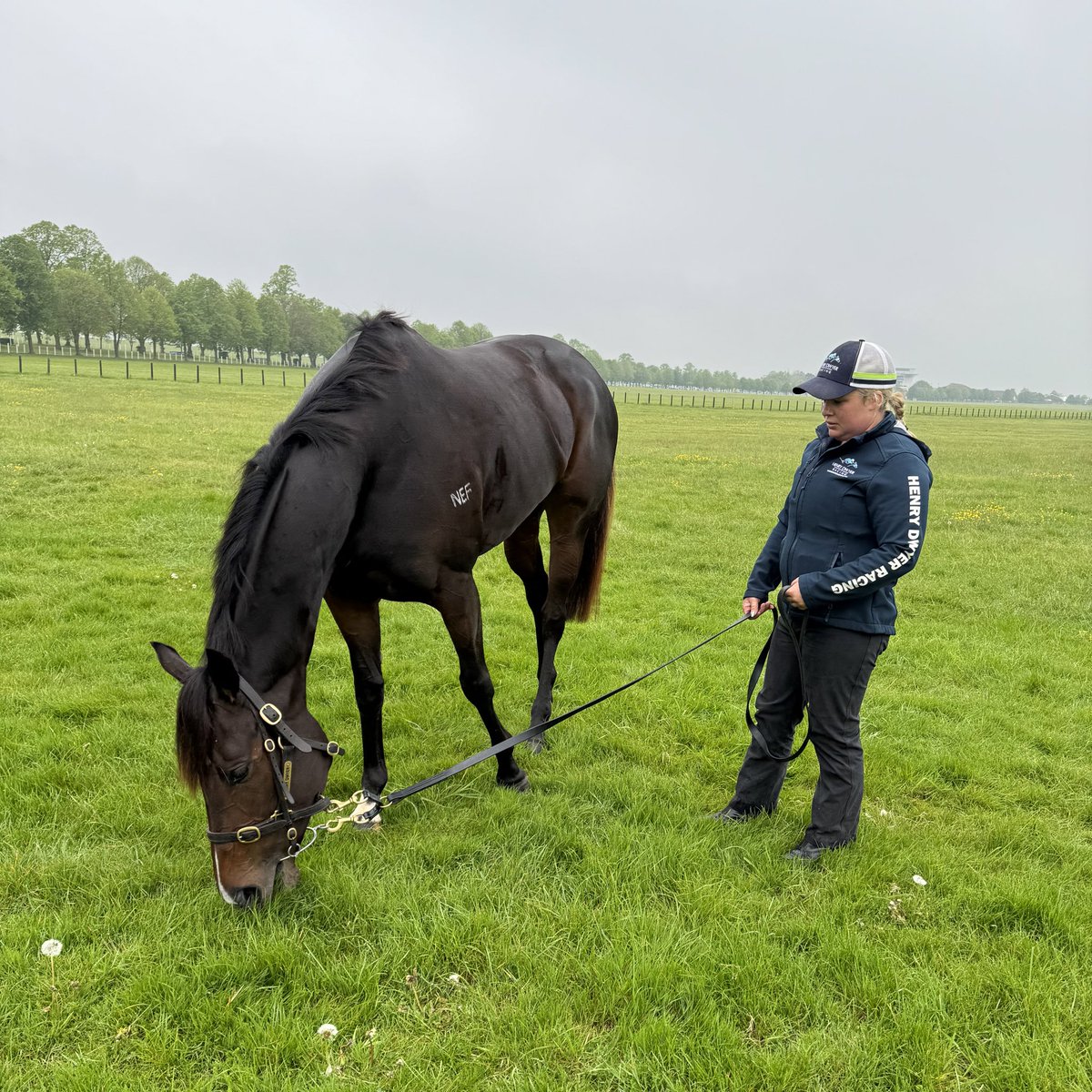 Australian sprinter ASFOORA and her travelling person Chenelle have settled in nicely with @almracing in Newmarket for @HDwyerRacing. 🇦🇺✈️🇬🇧 The mare has been entered in Gr.1 King Charles III Stakes at Royal Ascot. 👑