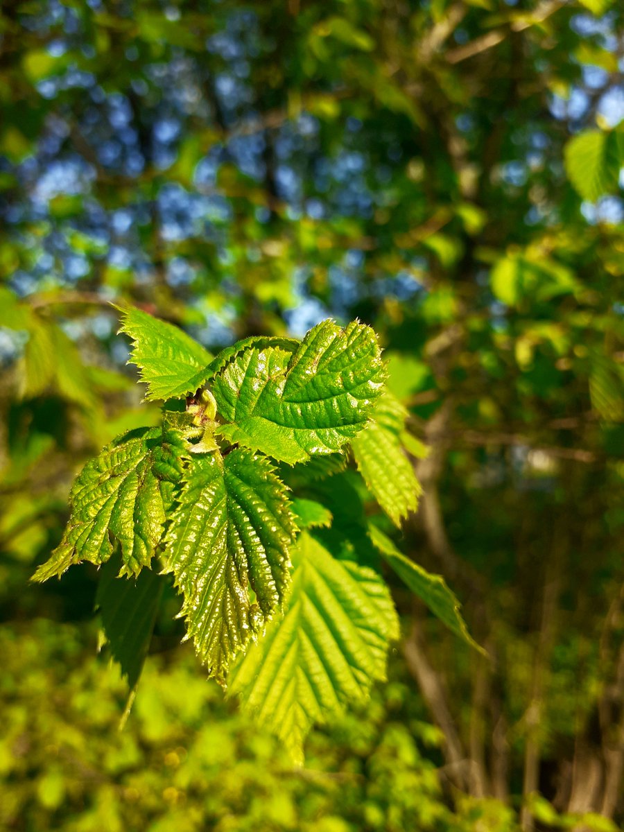 It's a truely beautiful and romantic process witnessing the Spring time in Russia, the juicy green and fragrance all over the place can overwhelm you completely. 

#SaveSoil #ConsciousPlanet #NaturePhotography #СпасёмПочву #Russia