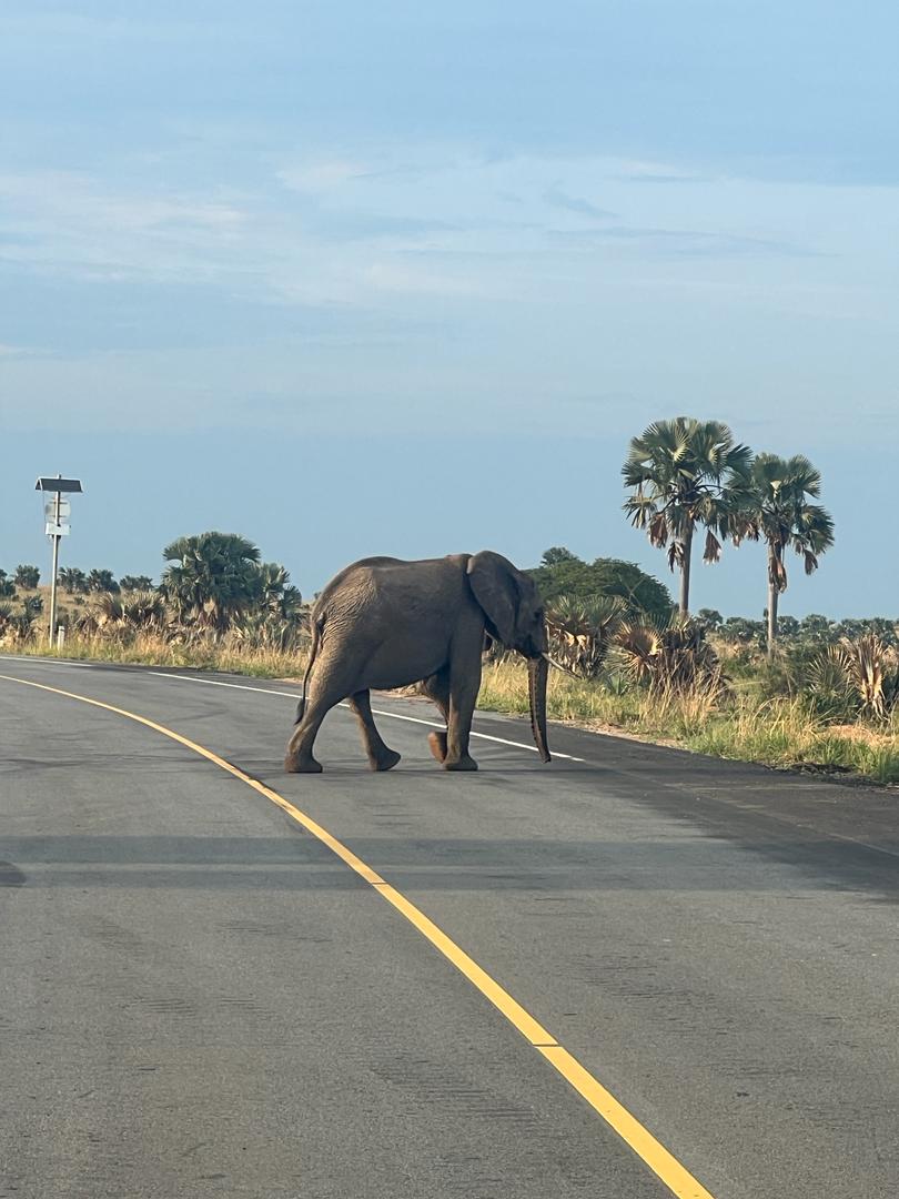 #wildlife experience of an #elephant closing the road. #tour and #travel. #gameresearve #touruganda. Call/WhatsApp: +256 781 130348/ +256 701 189271.info@primalpathwayssafaris.com