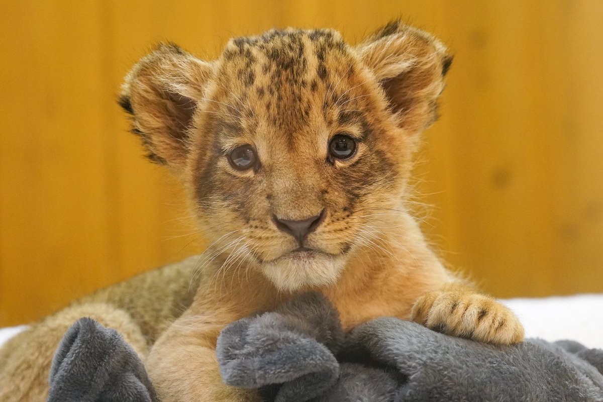 今日も、あどけない表情で 😊

#ライオンの赤ちゃん #lioncub 
fujisafari.co.jp/news/event/479…