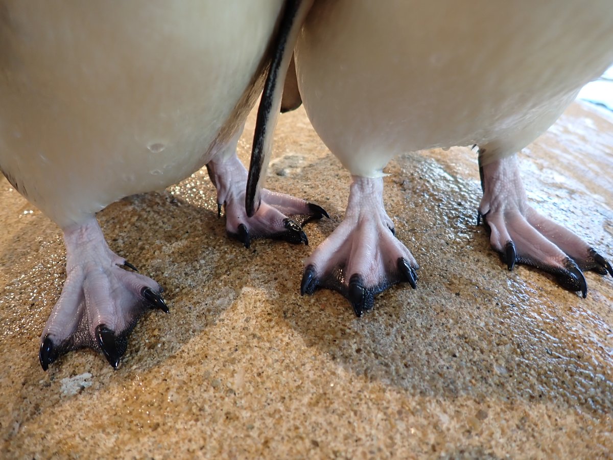 本日はコガタペンギンの足元に注目！
爪が結構鋭いんです…。
#長崎ペンギン水族館　#コガタペンギン